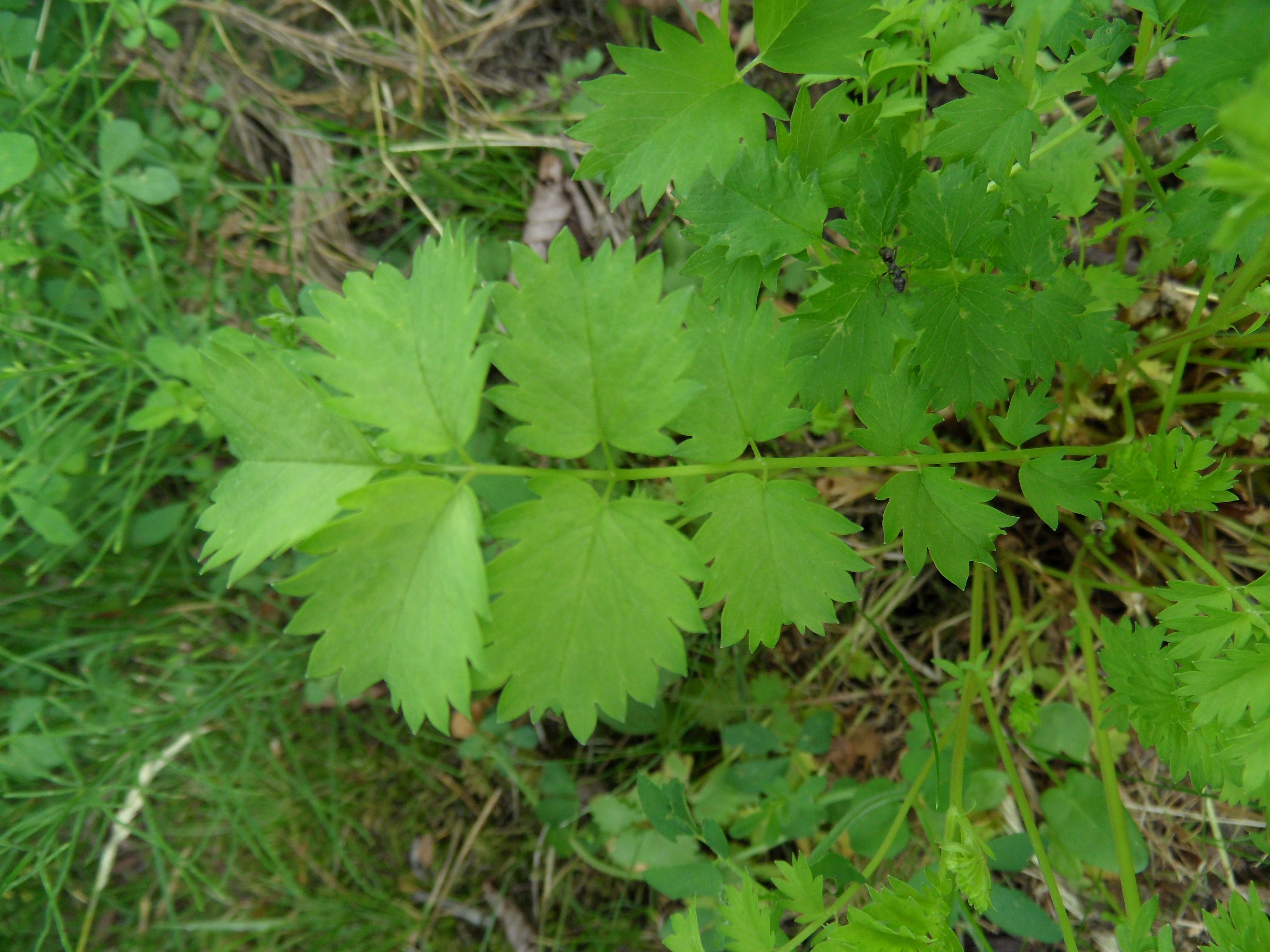 Poterium sanguisorba subsp. balearicum (door Loes van Gorp)