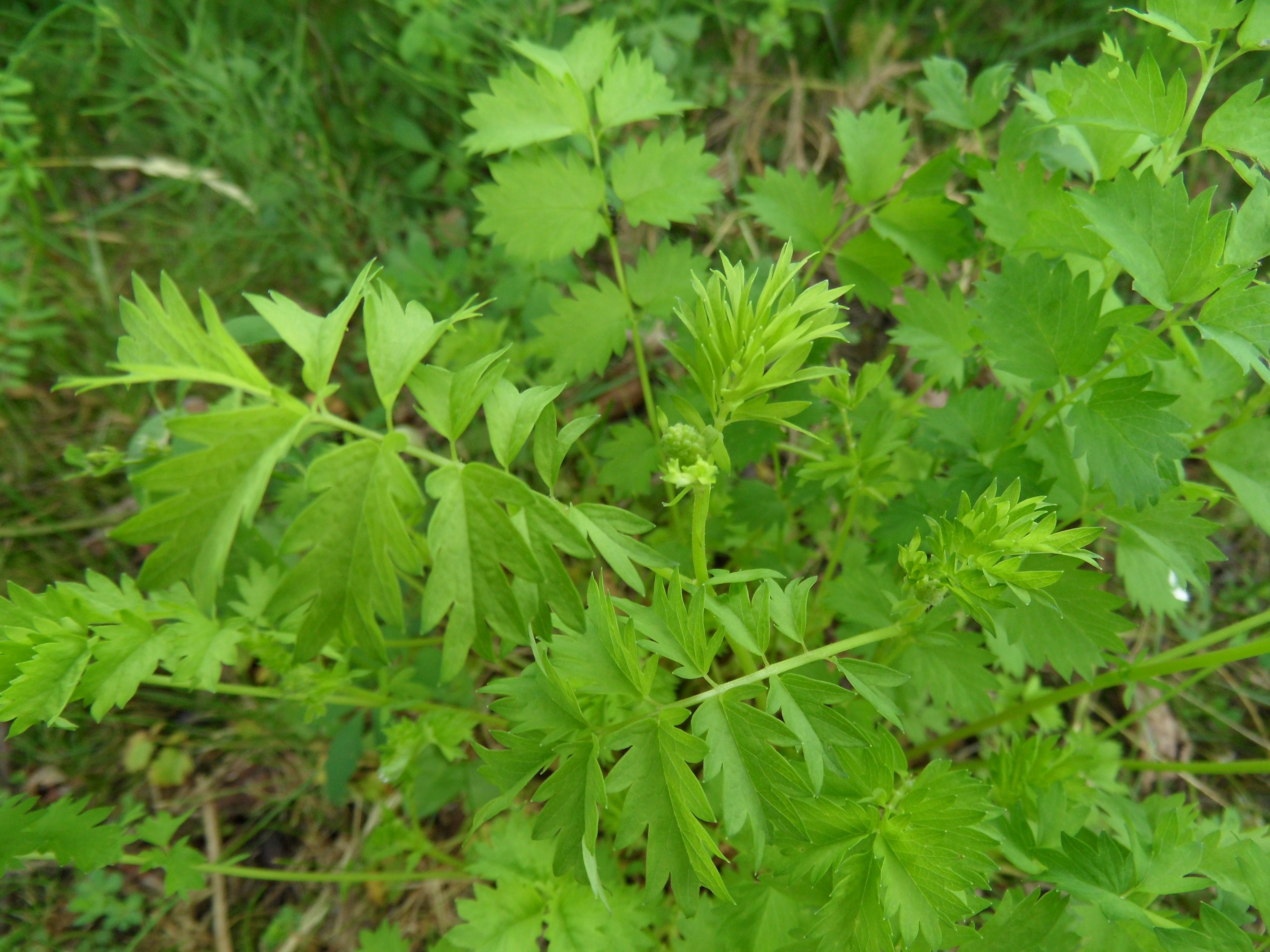 Poterium sanguisorba subsp. balearicum (door Loes van Gorp)