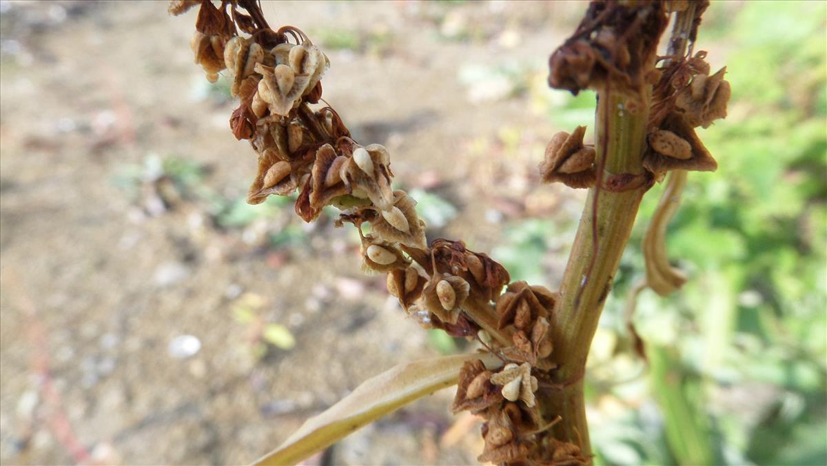 Rumex triangulivalvis (door Stef van Walsum)