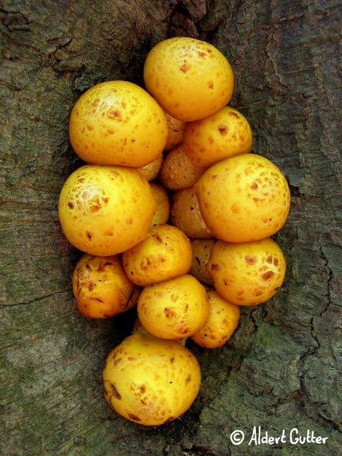 Pholiota adiposa sl, incl. cerifera, limonella (door Aldert Gutter)