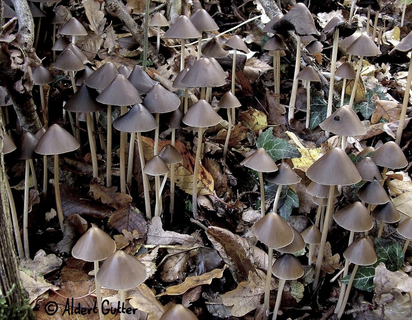 Psathyrella conopilus (door Aldert Gutter)