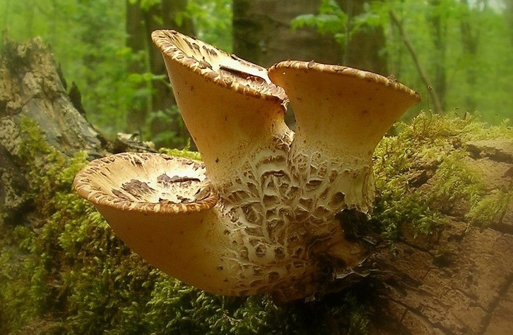 Polyporus squamosus (door Aldert Gutter)