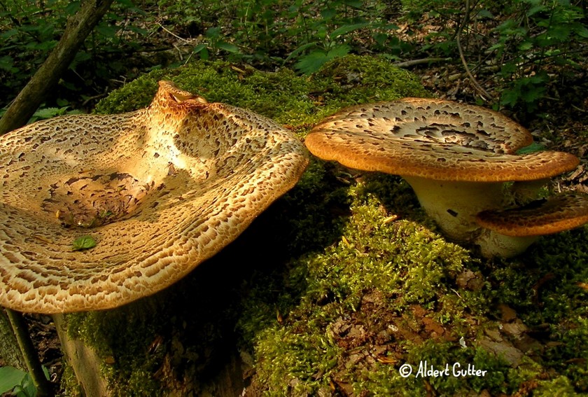 Polyporus squamosus (door Aldert Gutter)