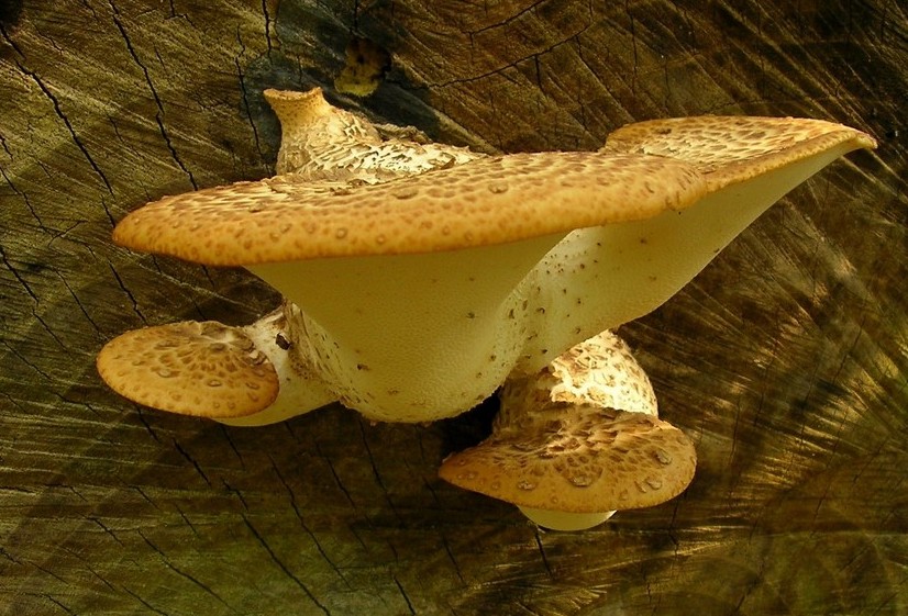 Polyporus squamosus (door Aldert Gutter)