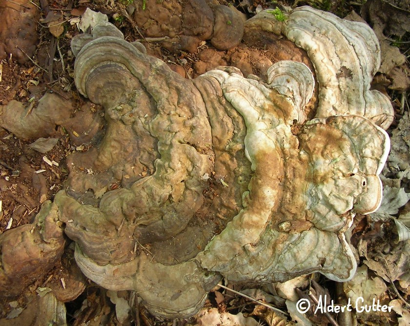 Ganoderma lipsiense (door Aldert Gutter)