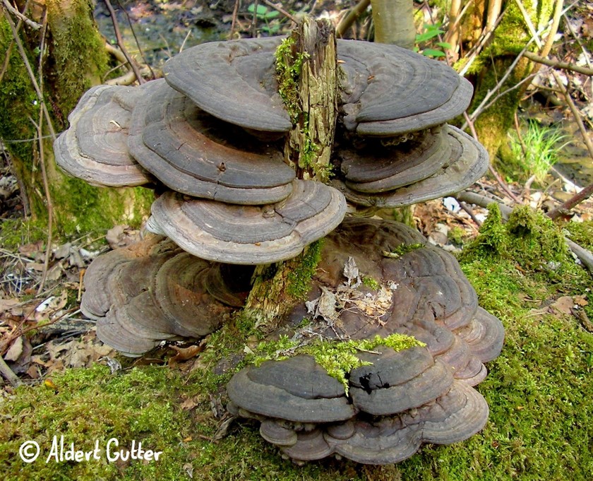 Ganoderma lipsiense (door Aldert Gutter)