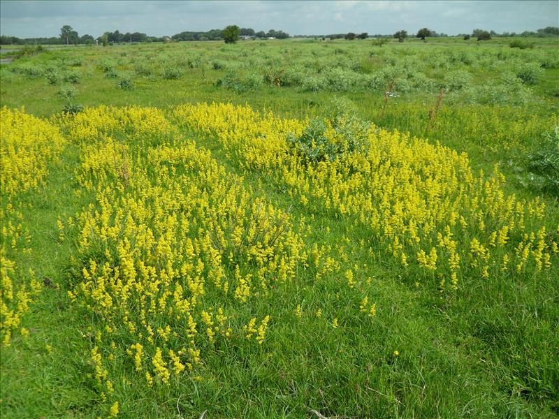 Galium verum (door Piet Bremer )