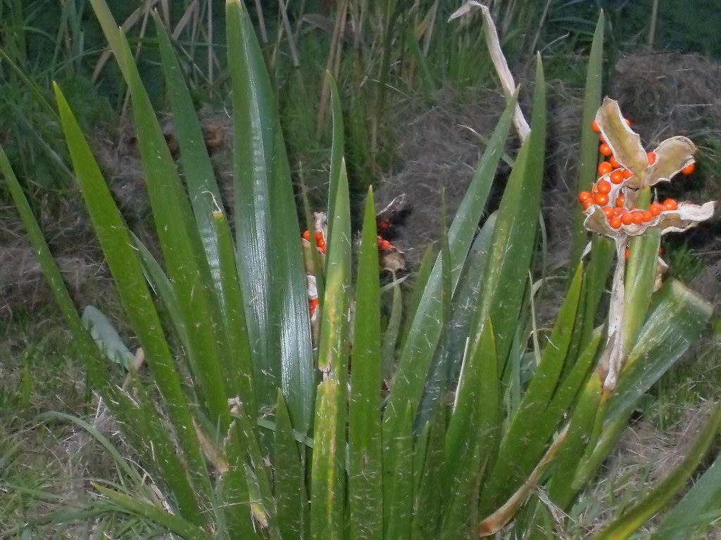 Iris foetidissima (door Paula Molendijk)