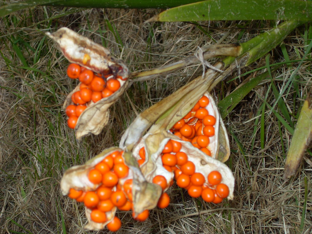 Iris foetidissima (door Paula Molendijk)