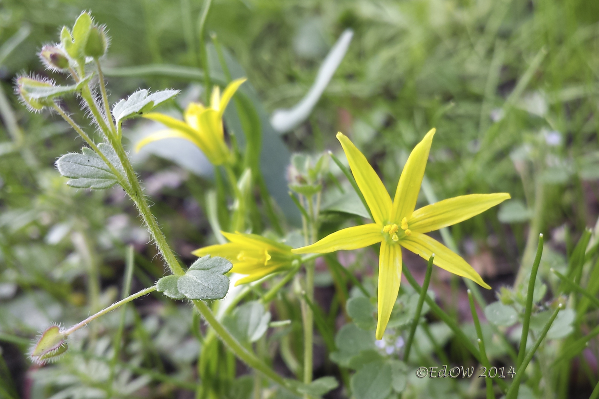 Gagea minima (door E. den Ouden)