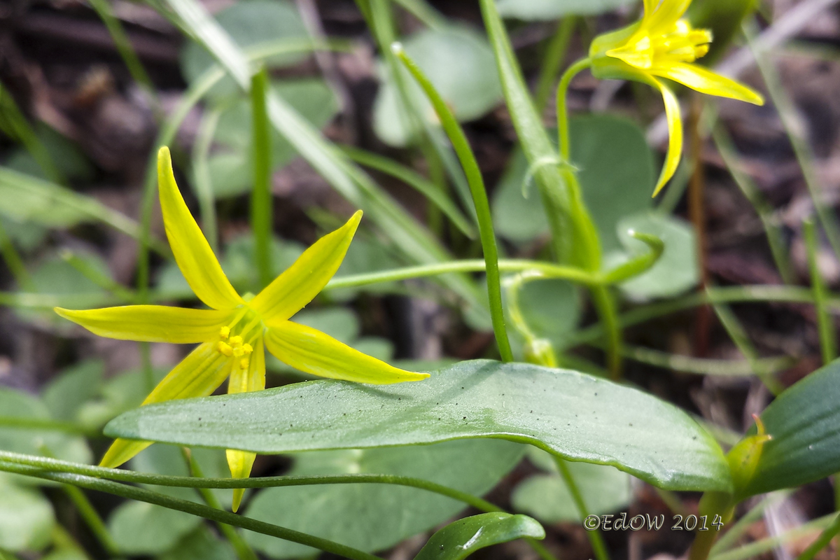 Gagea minima (door E. den Ouden)