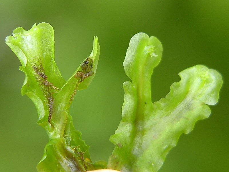 Pellia epiphylla (door John van Roosmalen)