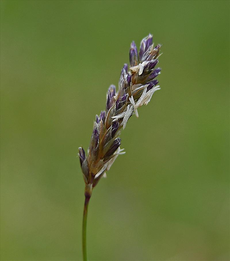 Sesleria caerulea (door Otto Zijlstra)