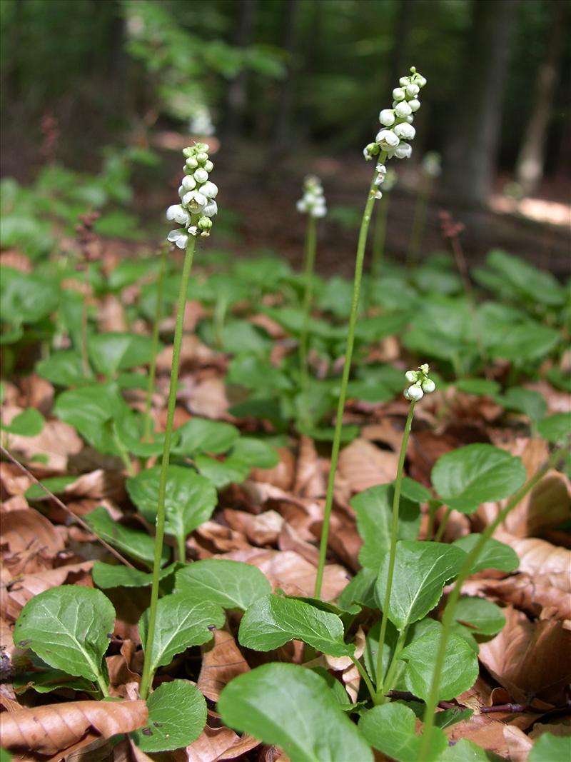 Pyrola minor (door Otto Zijlstra)