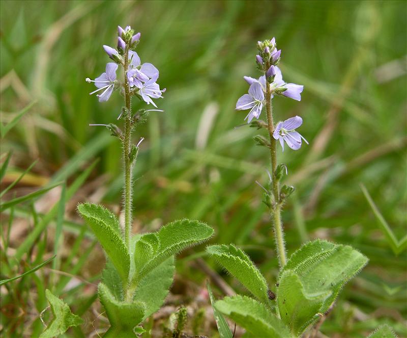 Veronica officinalis (door Otto Zijlstra)