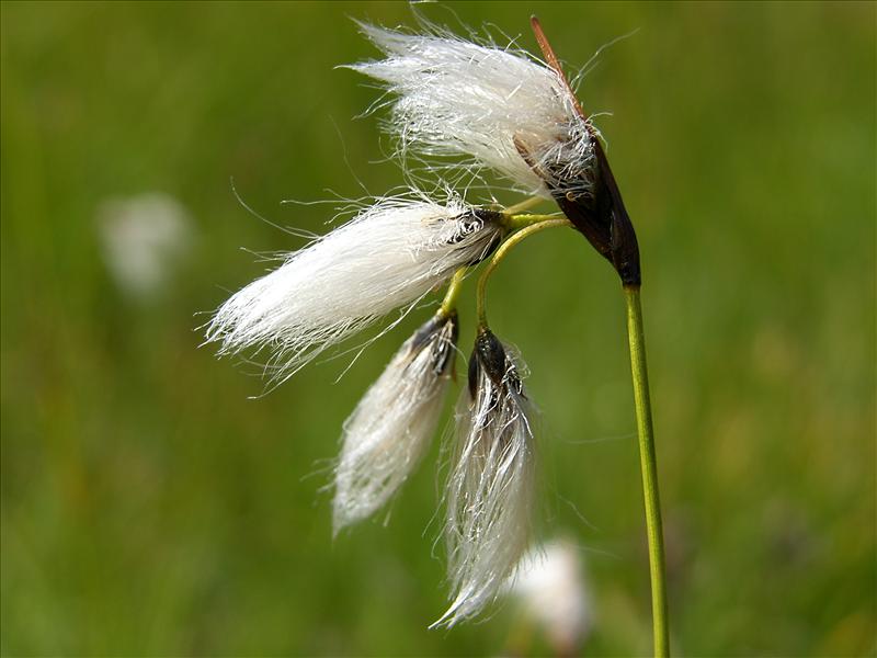 Eriophorum latifolium (door Otto Zijlstra)