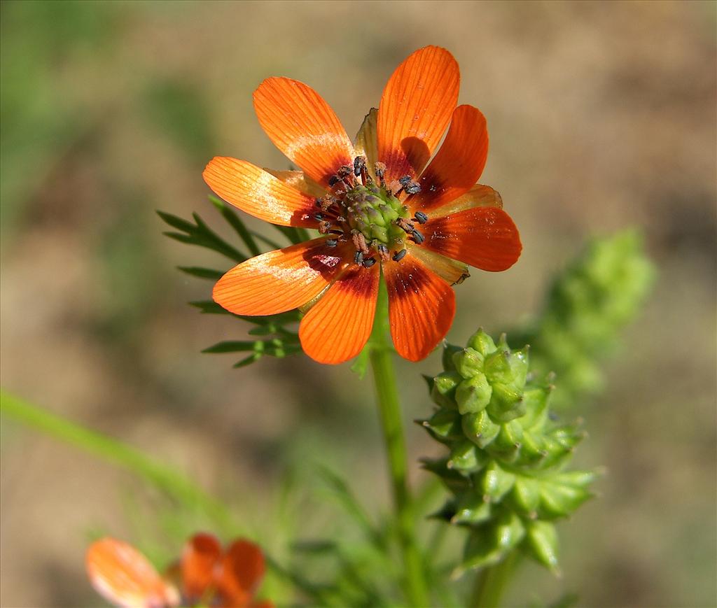 Adonis aestivalis (door Otto Zijlstra)