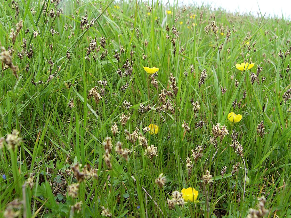 Carex praecox (door Otto Zijlstra)