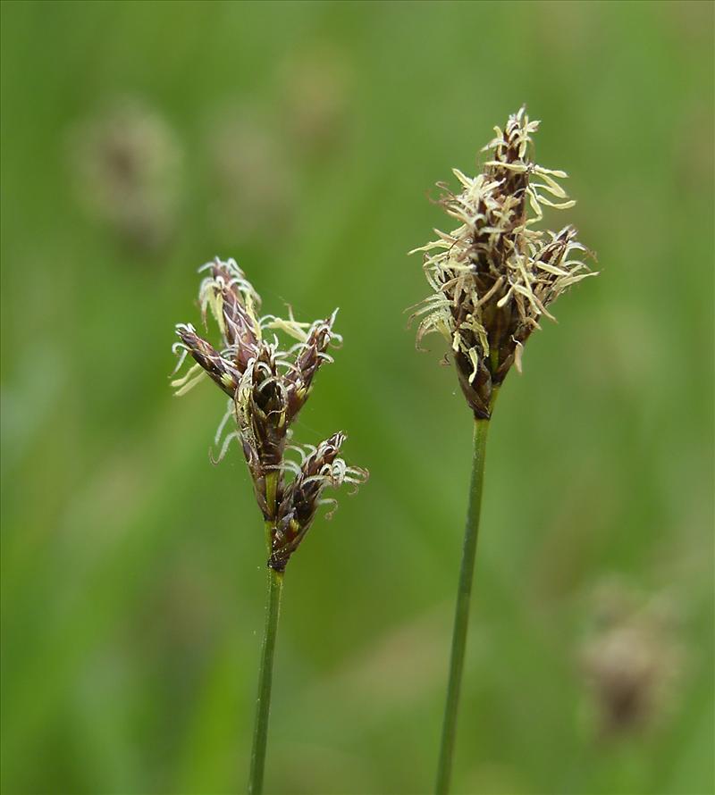 Carex praecox (door Otto Zijlstra)