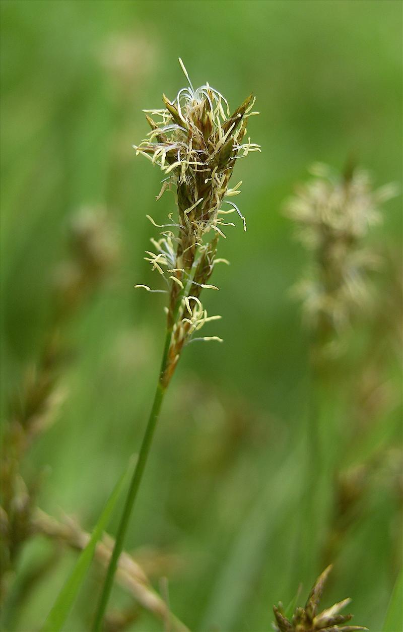 Carex colchica (door Otto Zijlstra)