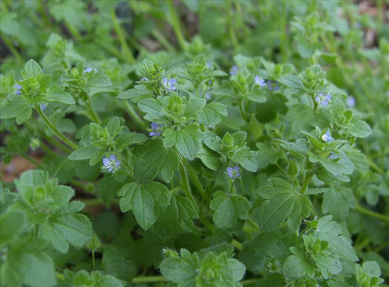 Veronica hederifolia (door Otto Zijlstra)