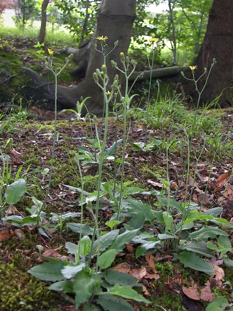 Hieracium sect. Hieracium (door Otto Zijlstra)