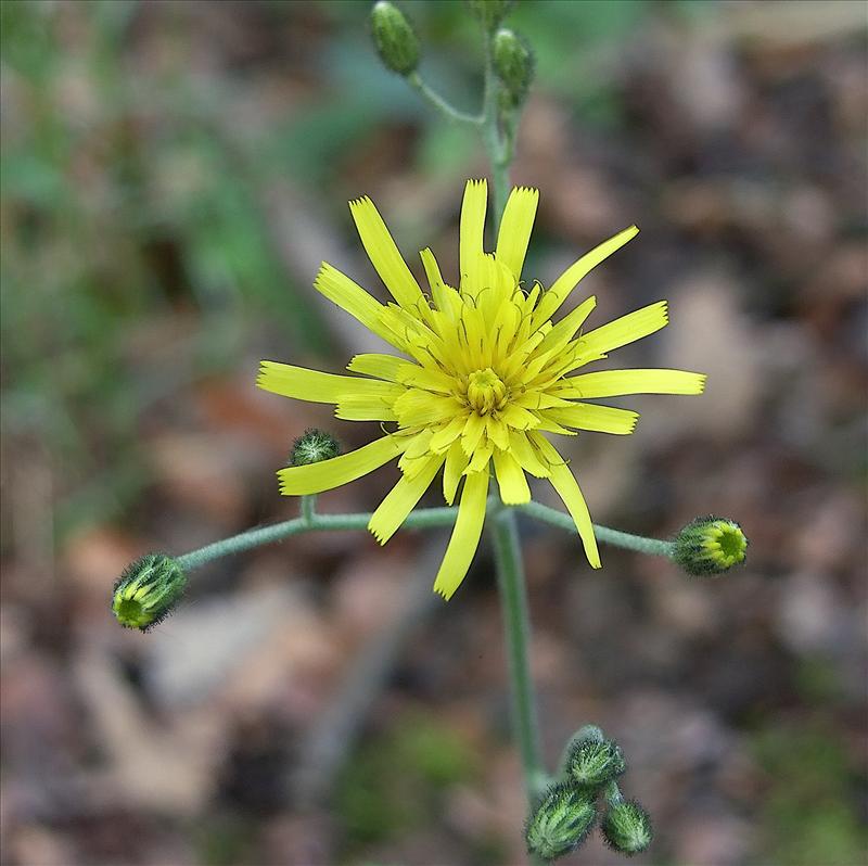 Hieracium sect. Hieracium (door Otto Zijlstra)