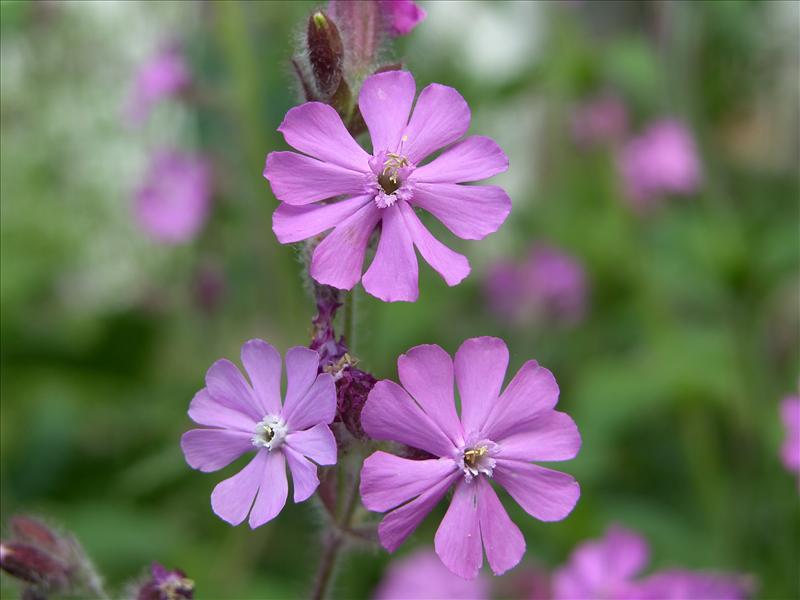 Silene dioica (door Otto Zijlstra)