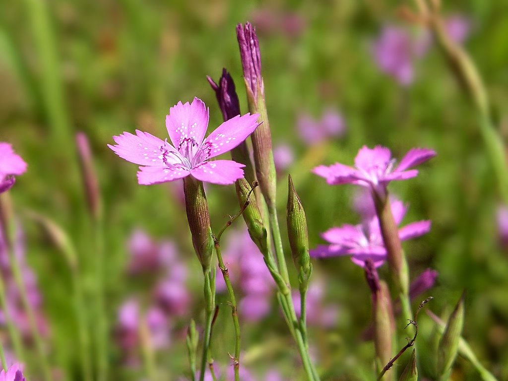 Dianthus deltoides (door Otto Zijlstra)