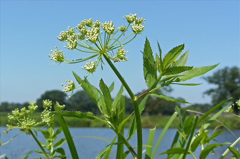 Sium latifolium (door Otto Zijlstra)