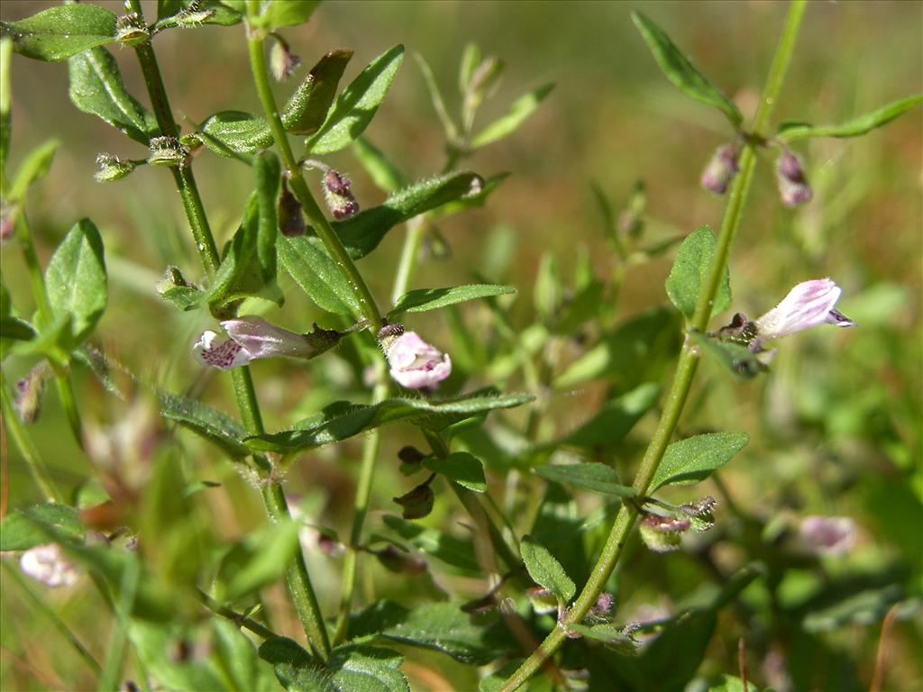 Scutellaria minor (door Otto Zijlstra)