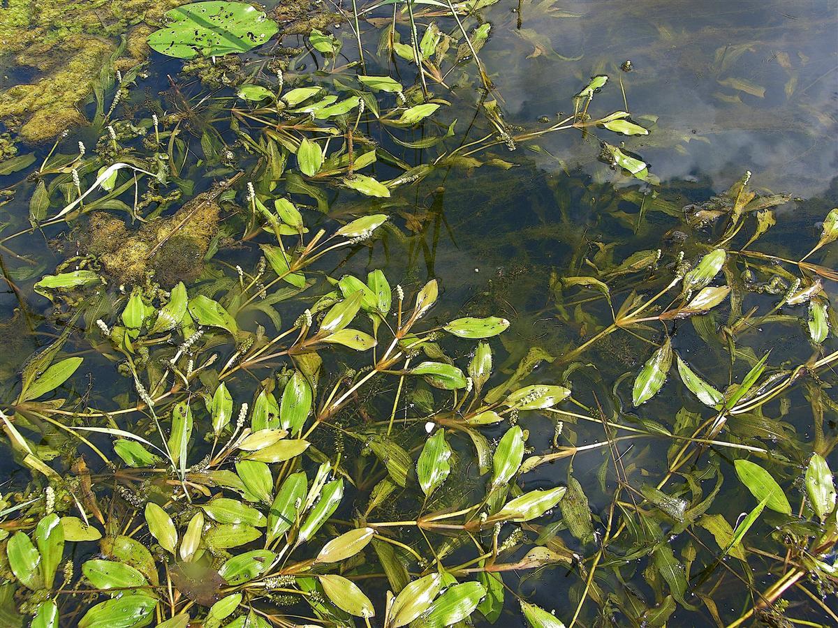 Potamogeton alpinus (door Otto Zijlstra)