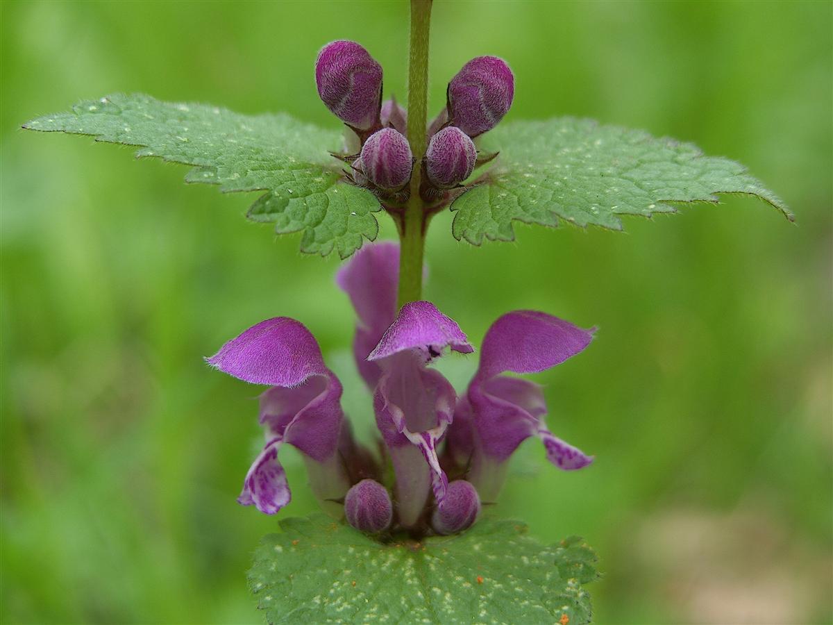 Lamium maculatum s.s. (door Otto Zijlstra)