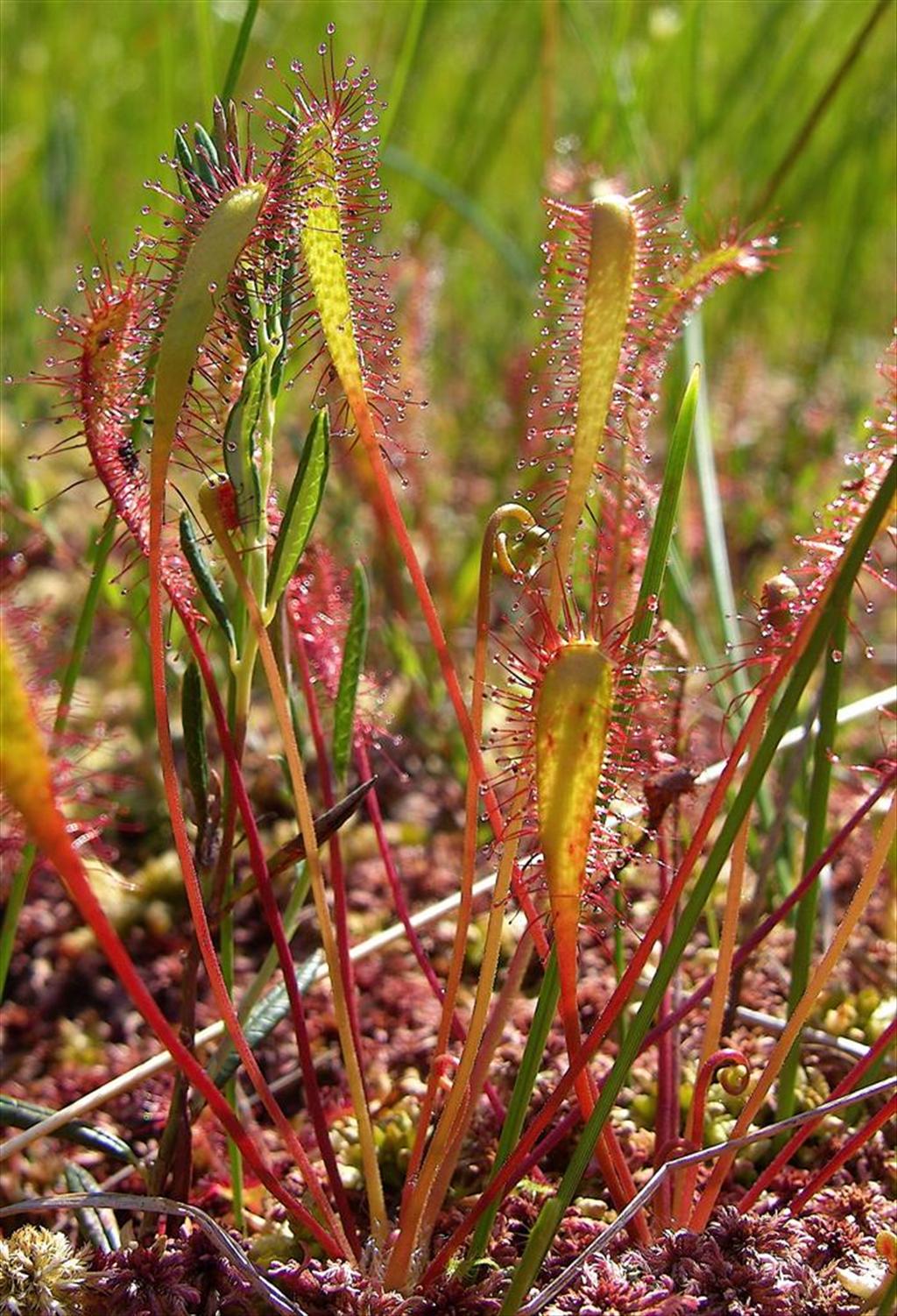 Drosera anglica (door Otto Zijlstra)