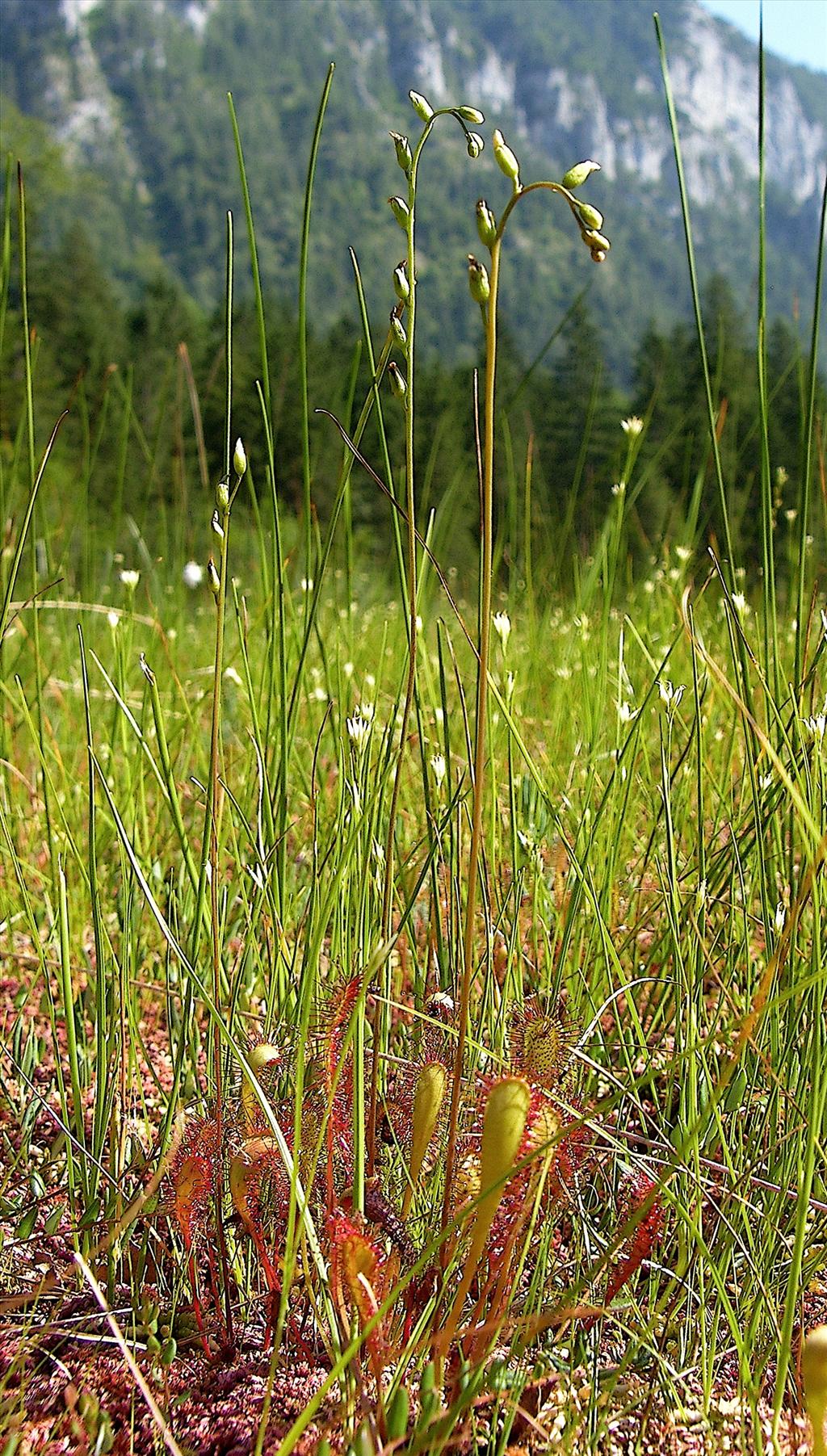 Drosera anglica (door Otto Zijlstra)