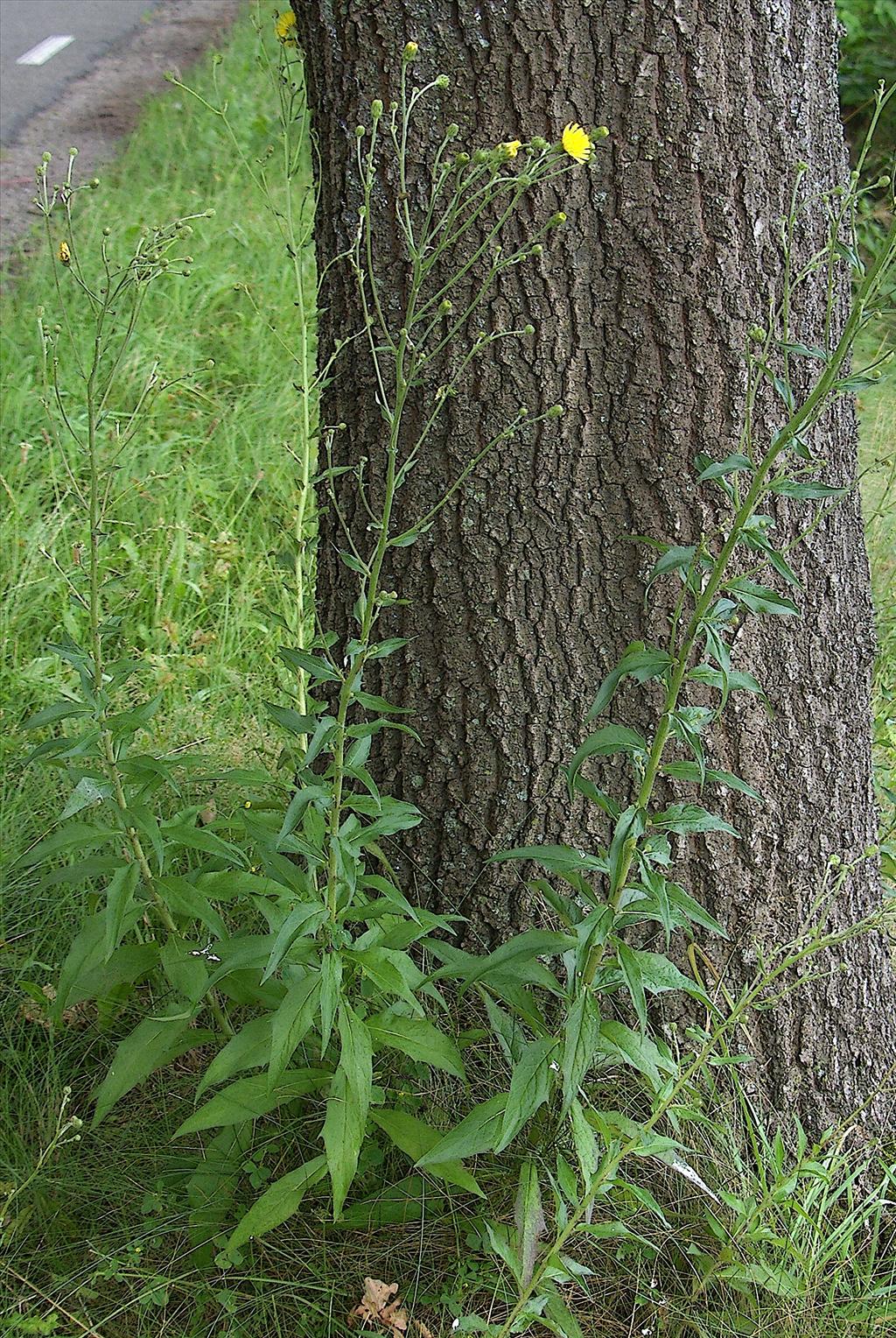 Hieracium sect. Sabauda (door Otto Zijlstra)