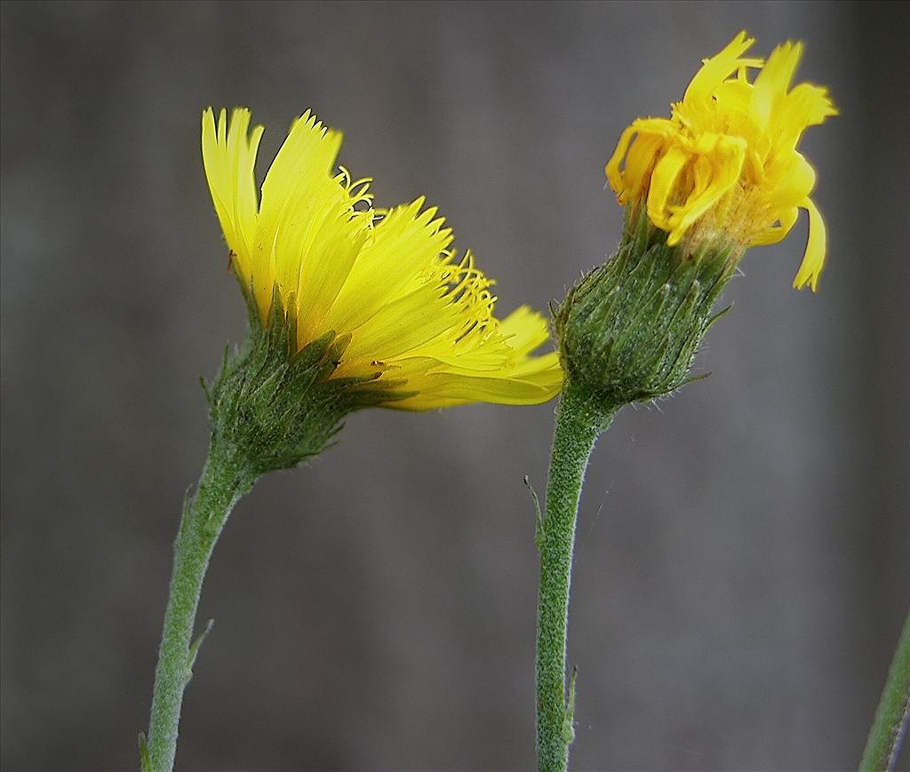 Hieracium sect. Sabauda (door Otto Zijlstra)