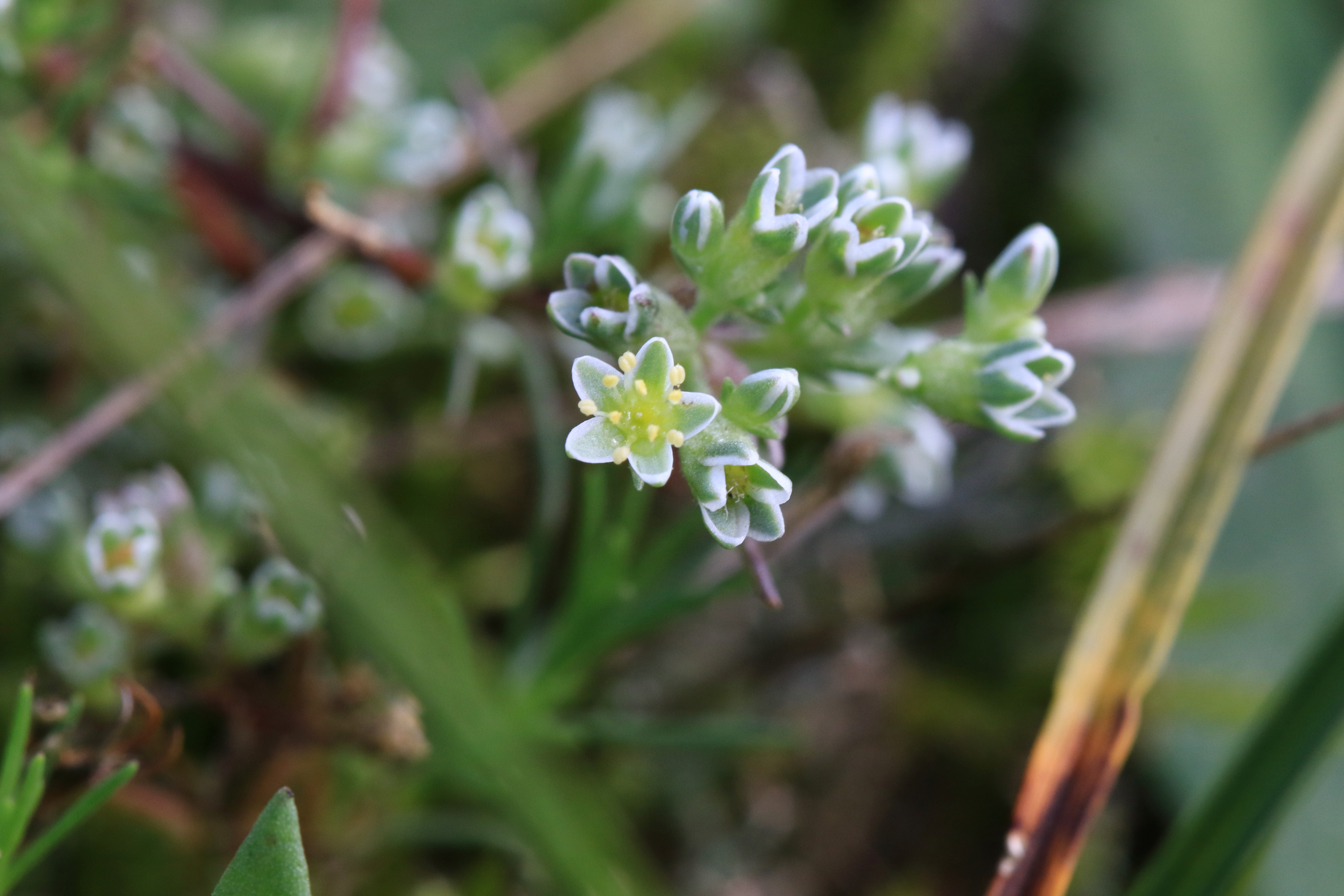 Scleranthus perennis (door Rudolf van der Schaar)