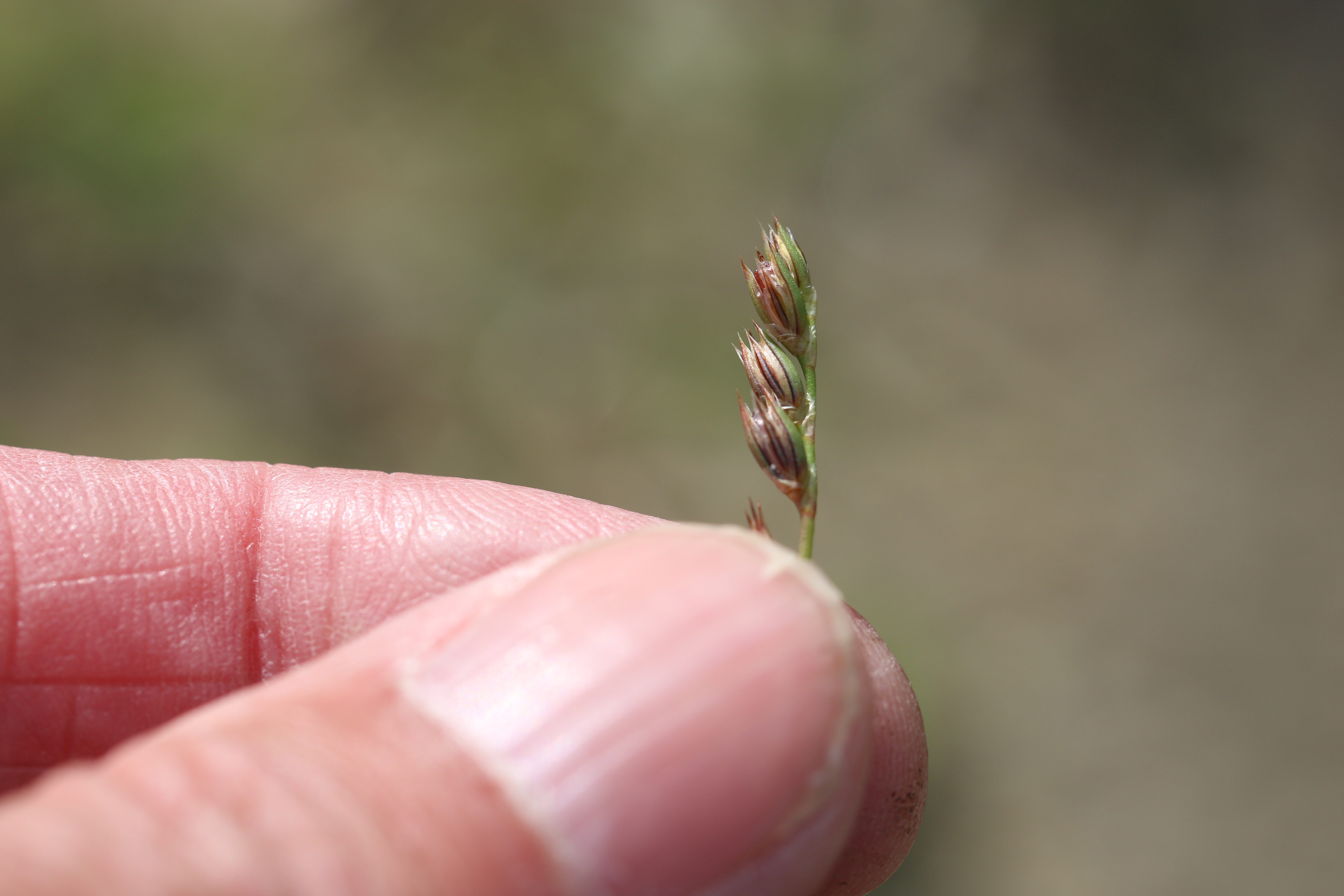 Juncus foliosus (door Rudolf van der Schaar)