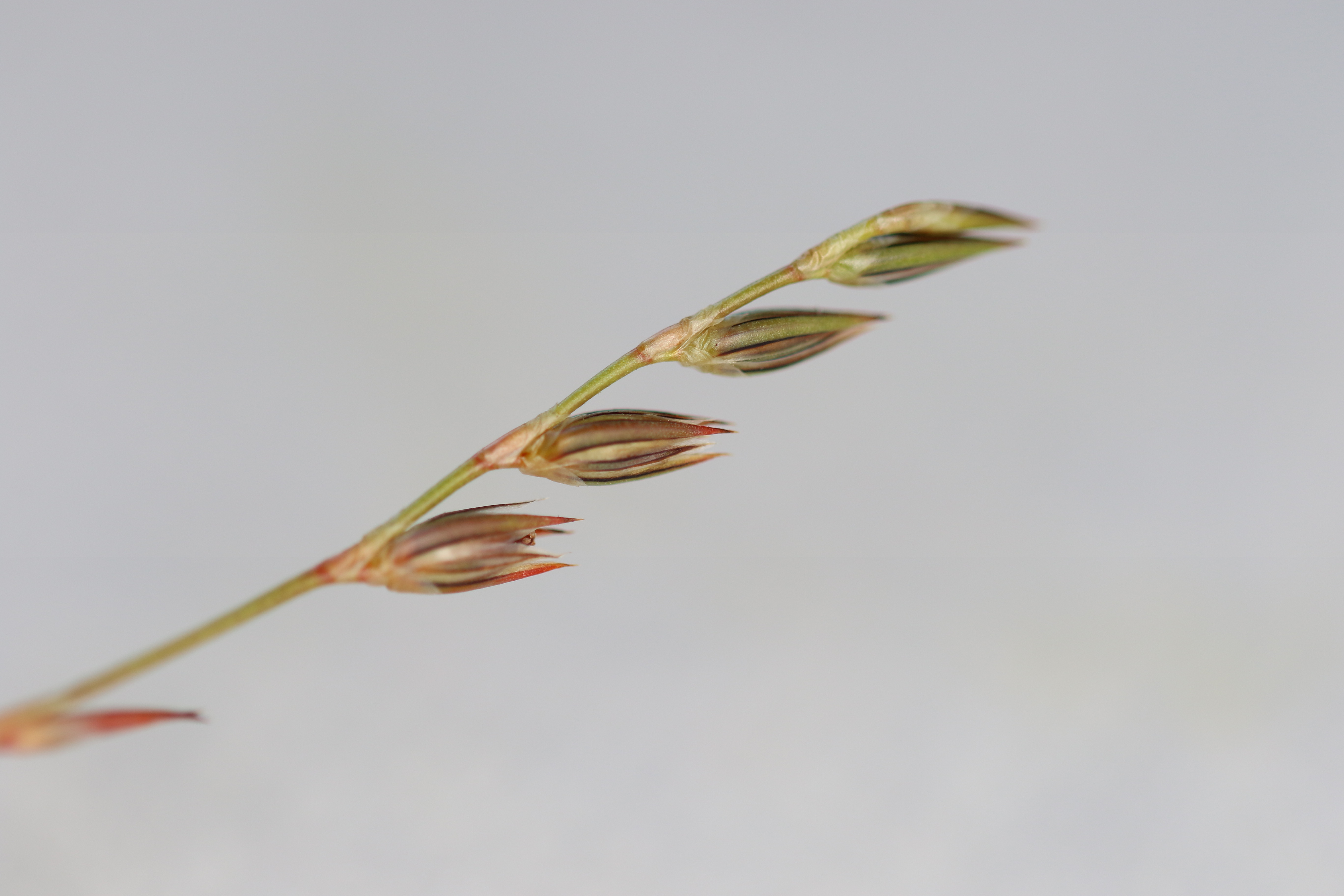 Juncus foliosus (door Rudolf van der Schaar)