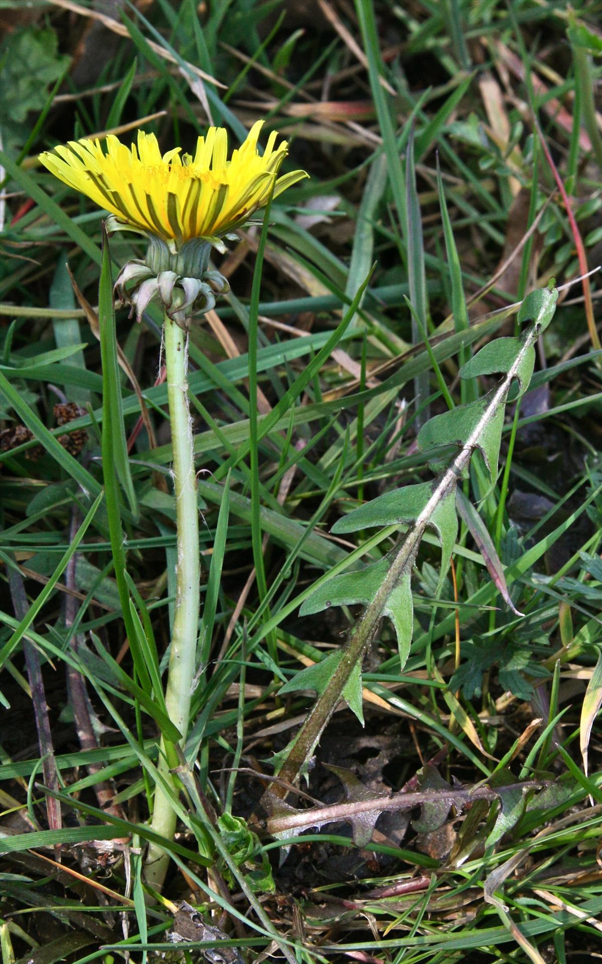 Taraxacum subditivum (door Jelle J. Hofstra)