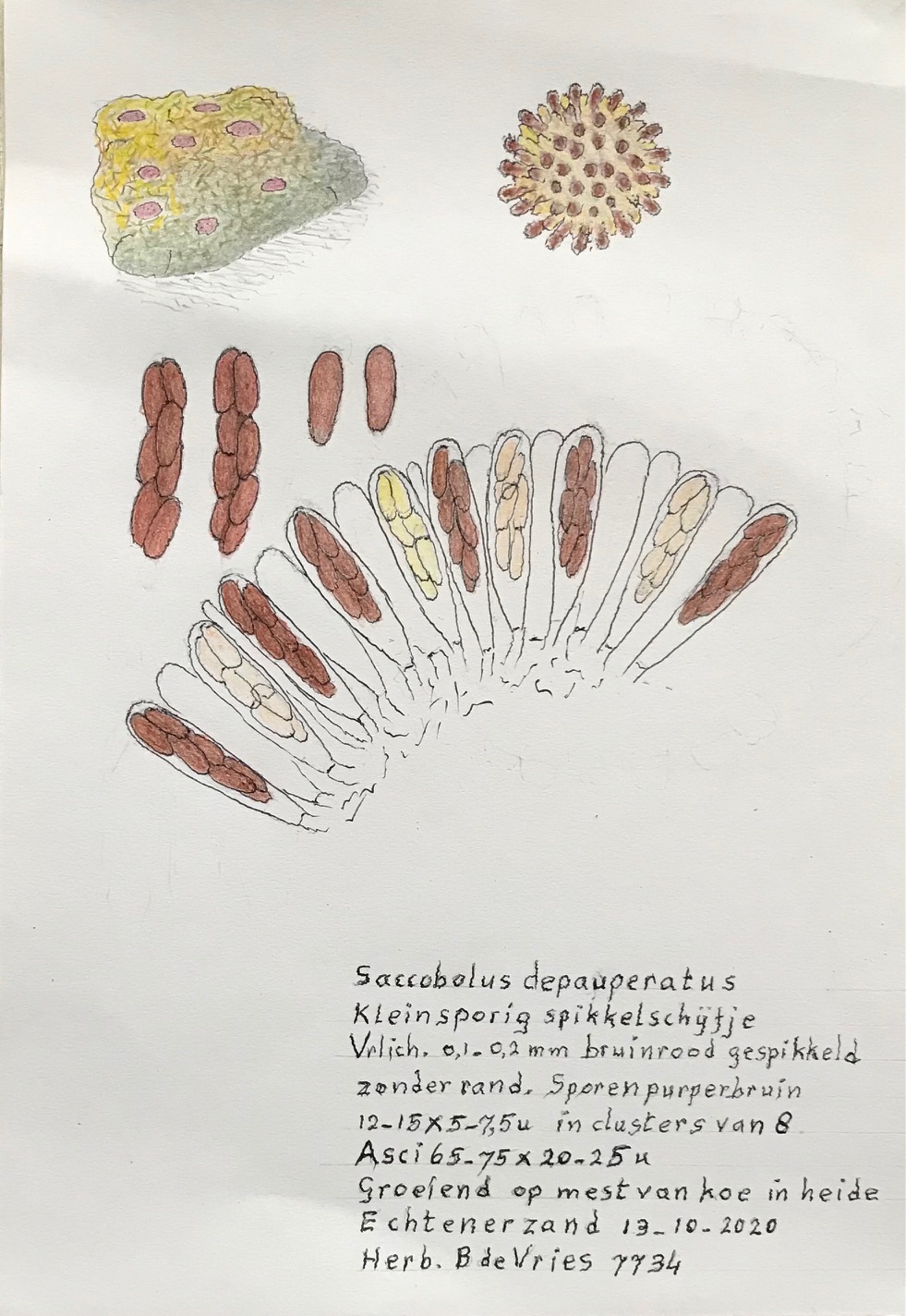 Saccobolus depauperatus (door Bernhard de Vries)