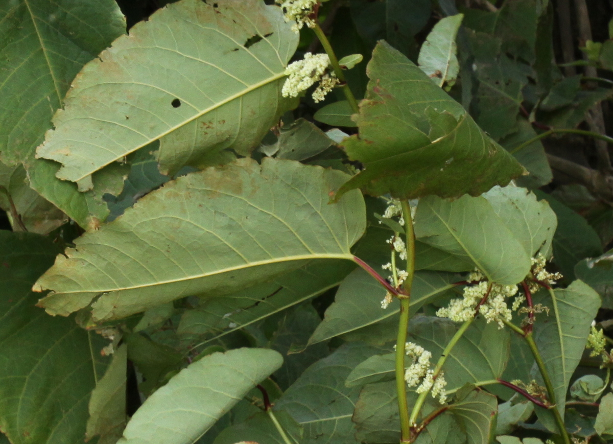 Fallopia sachalinensis (door Peter Meininger)