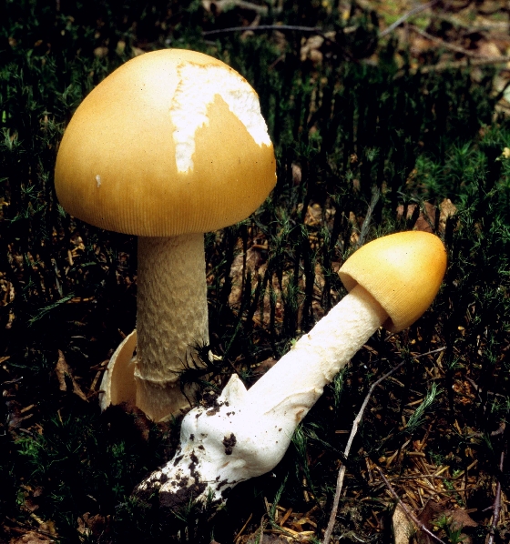 Amanita crocea var. crocea (door Eef Arnolds)