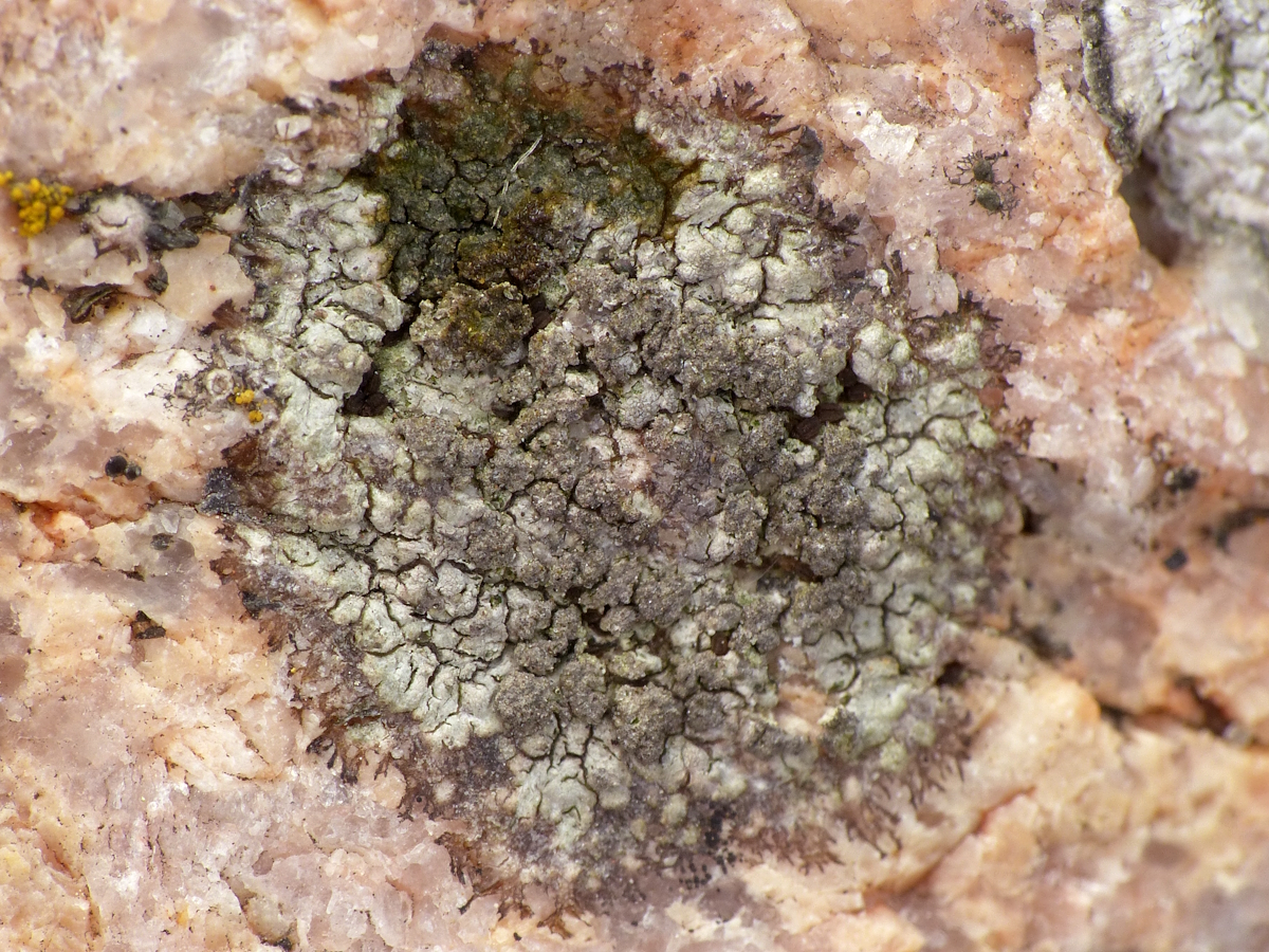 Sagedia simoensis (door Henk-Jan van der Kolk)