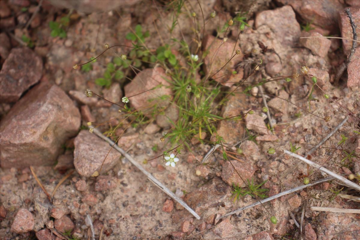 Sagina alexandrae (door Niels Jeurink)