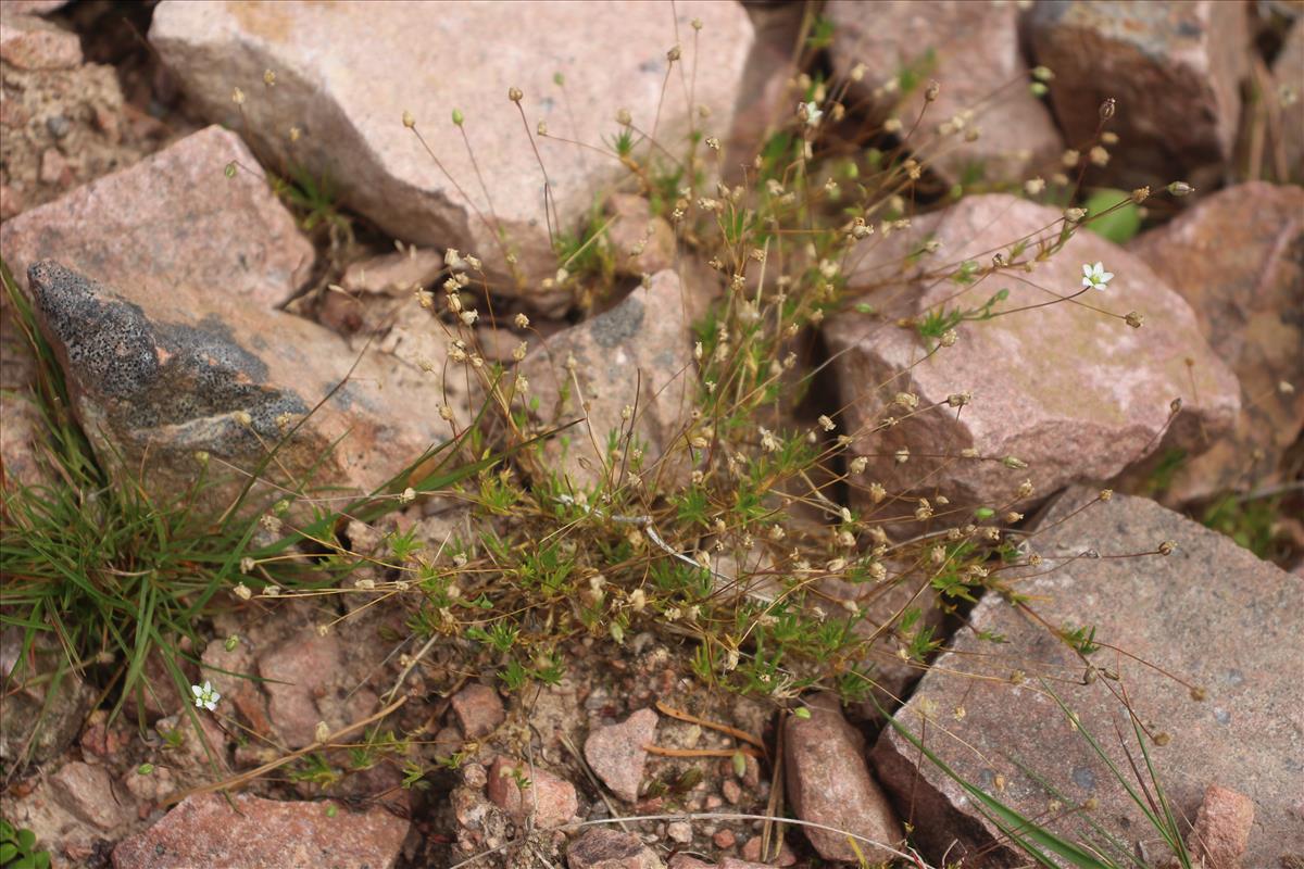 Sagina alexandrae (door Niels Jeurink)