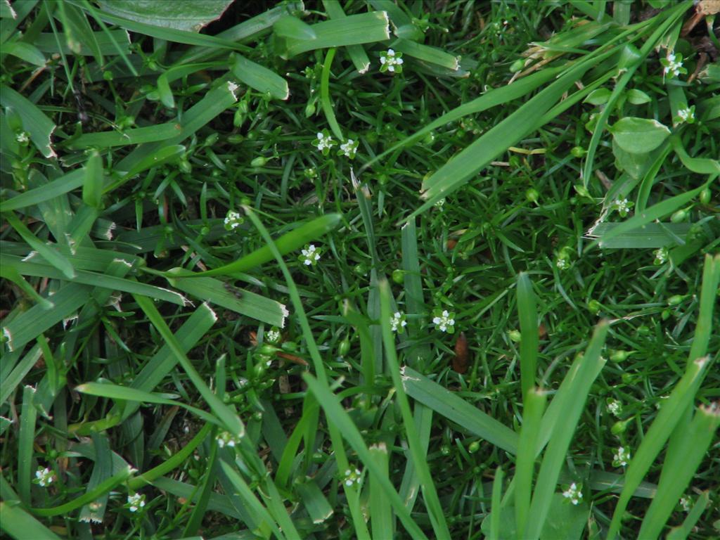 Sagina procumbens (door Pieter Stolwijk)