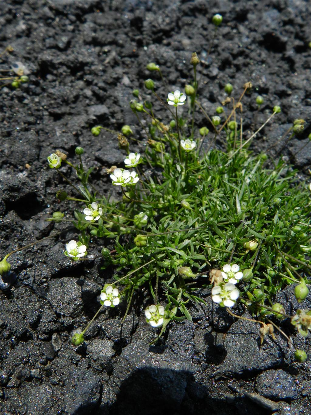 Sagina alexandrae (door Rutger Barendse)