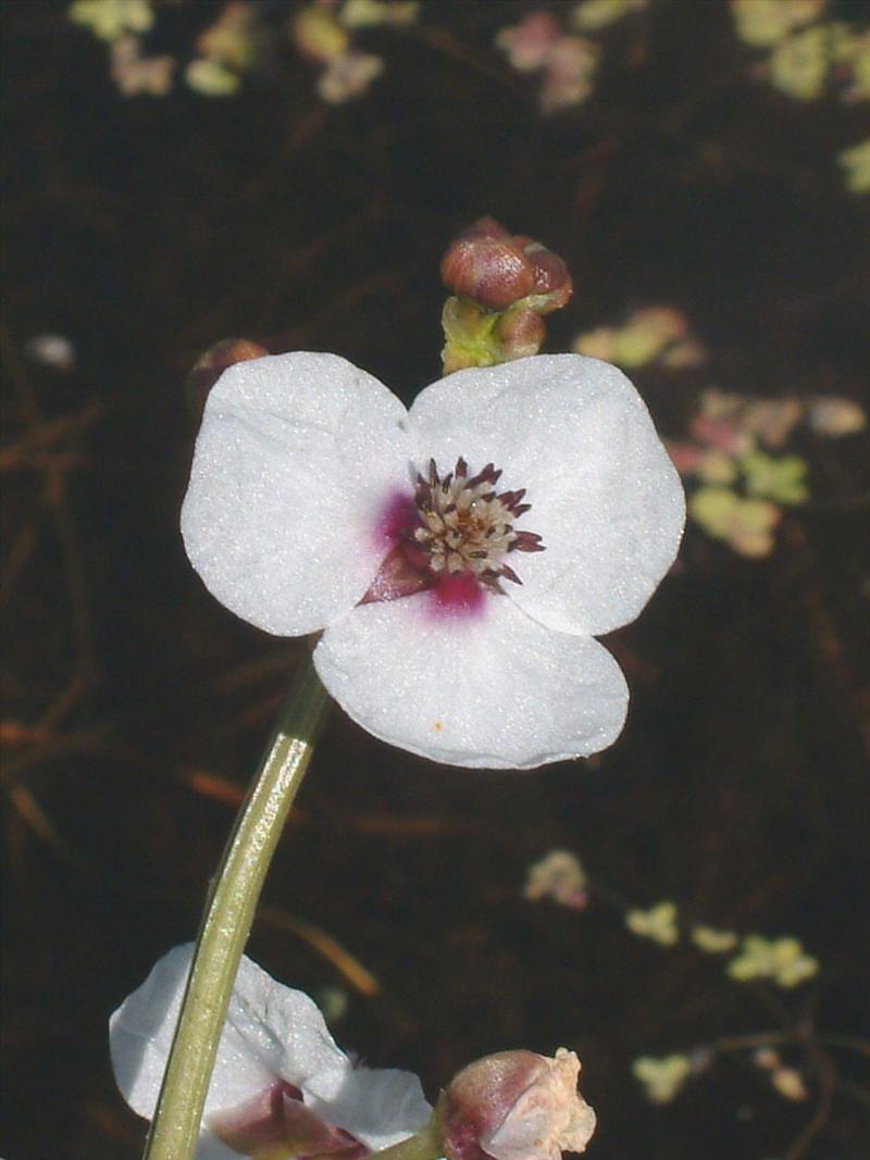 Sagittaria sagittifolia (door Adrie van Heerden)